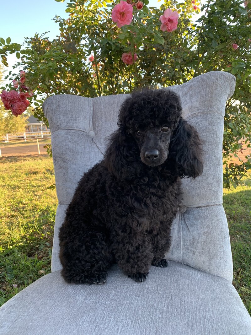 Ebony
