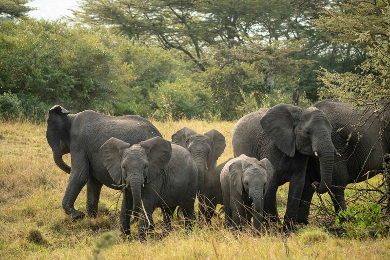 TAASA Safari (31)