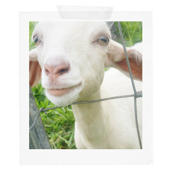 LOVETHIS-Goats
