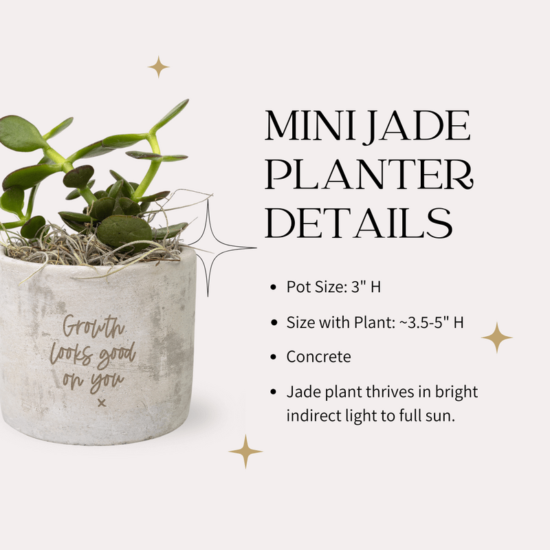 3 Compliment Planter with Jade