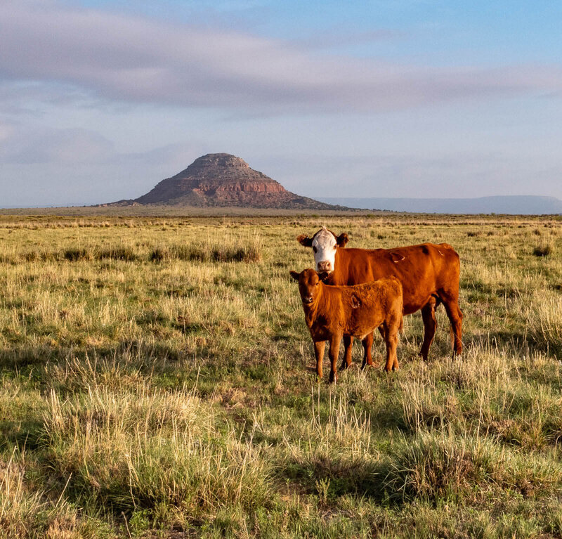 Cattle on New Mexico Ranch
