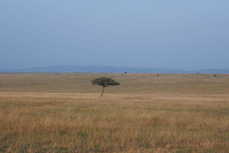 safariedited-239