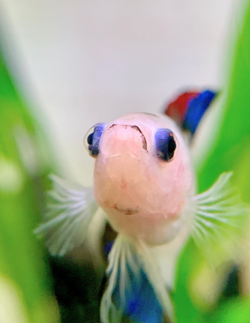 koi betta fish swimming in his planted aquarium looking very happy