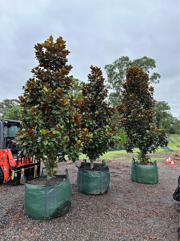 mature Teddy Bear Magnolia Trees for Sale in Sydney