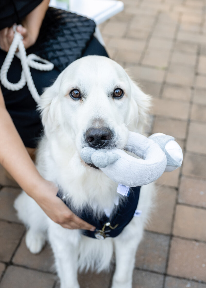 male white Labrador retriever dog in a black tux harness holding a diamond wedding ring stuffed toy in his mouth