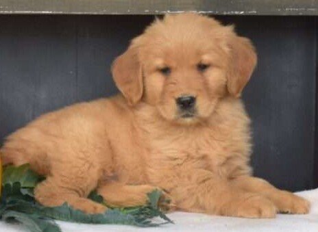 AUSSIEDOODLE