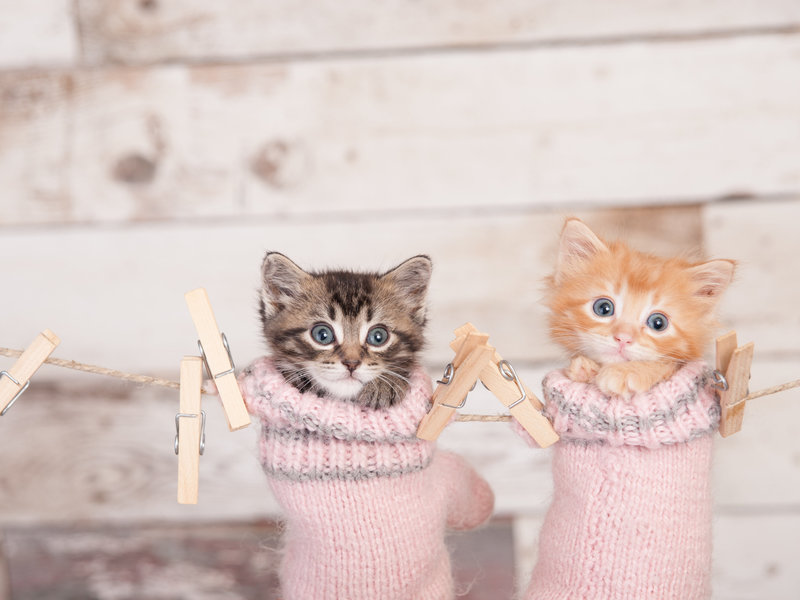 kitty cats in a sock