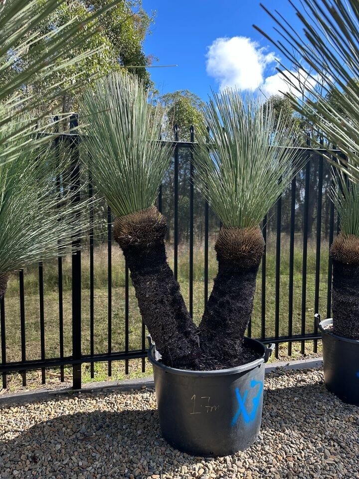 XANTHORRHOEA GLAUCA - Blue Grass Tree - Multi Trunk