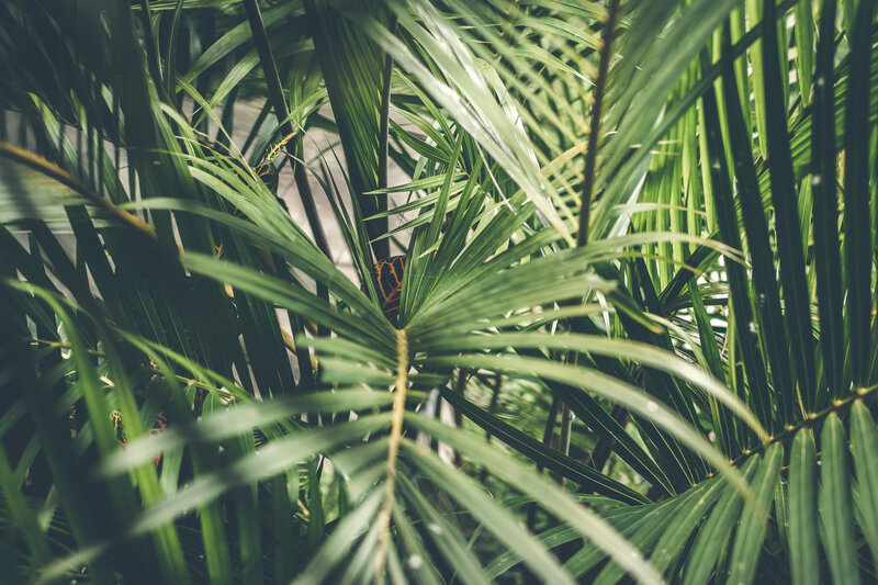 close-up-photo-of-palm-plant-1534172 (1)