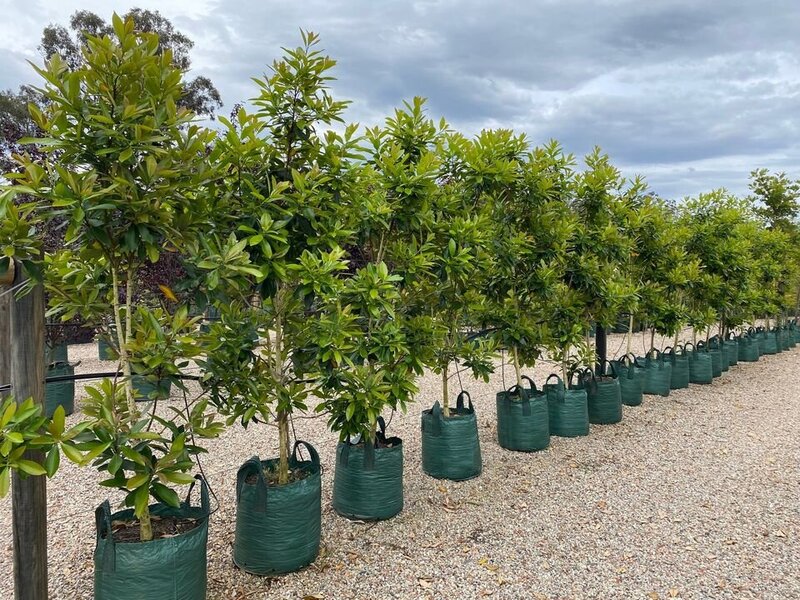 Australian Water Gum - Tristaniopsis Laurina Luscious