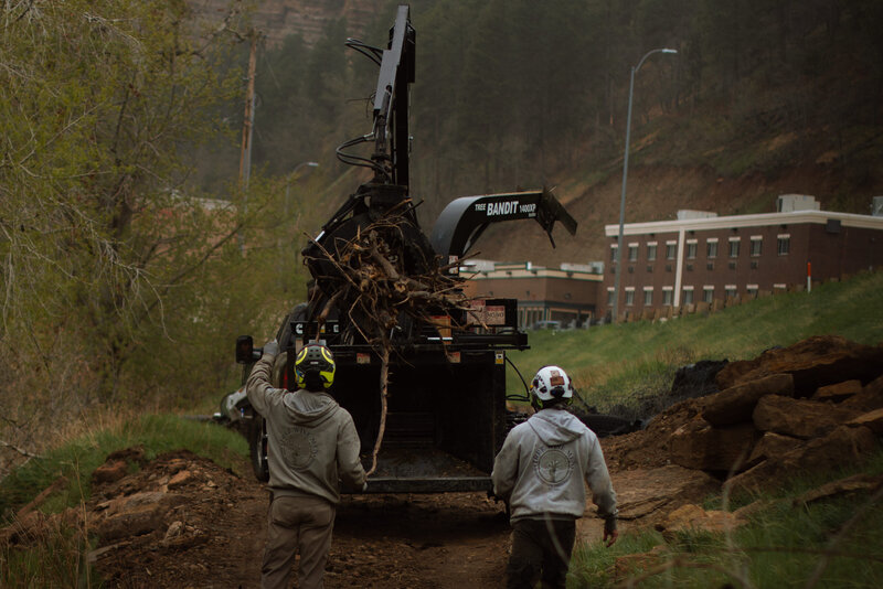 Affordable residential tree removal service by Tree Wise Men in Black Hills, South Dakota, handling tree removal, stump grinding, and debris cleanup.