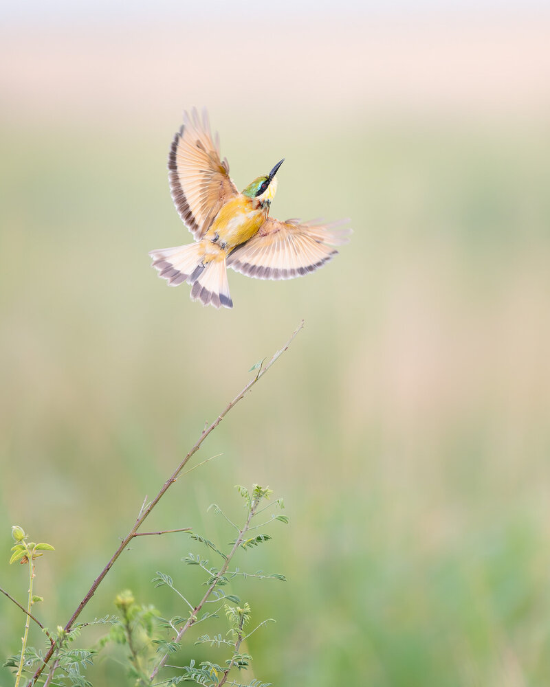 website-serengeti-animals12