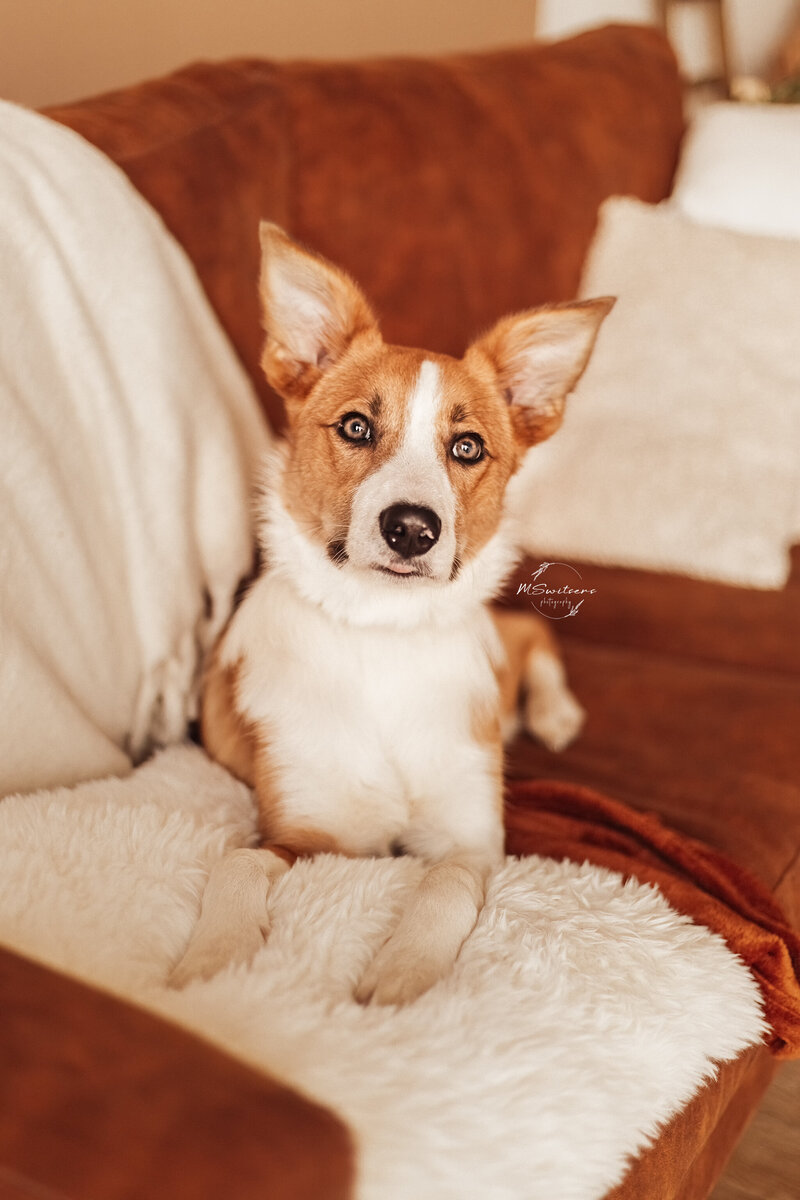 MSwitsersphotography hond