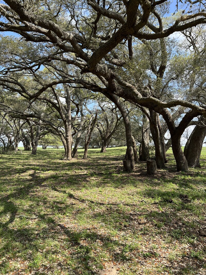 trees1