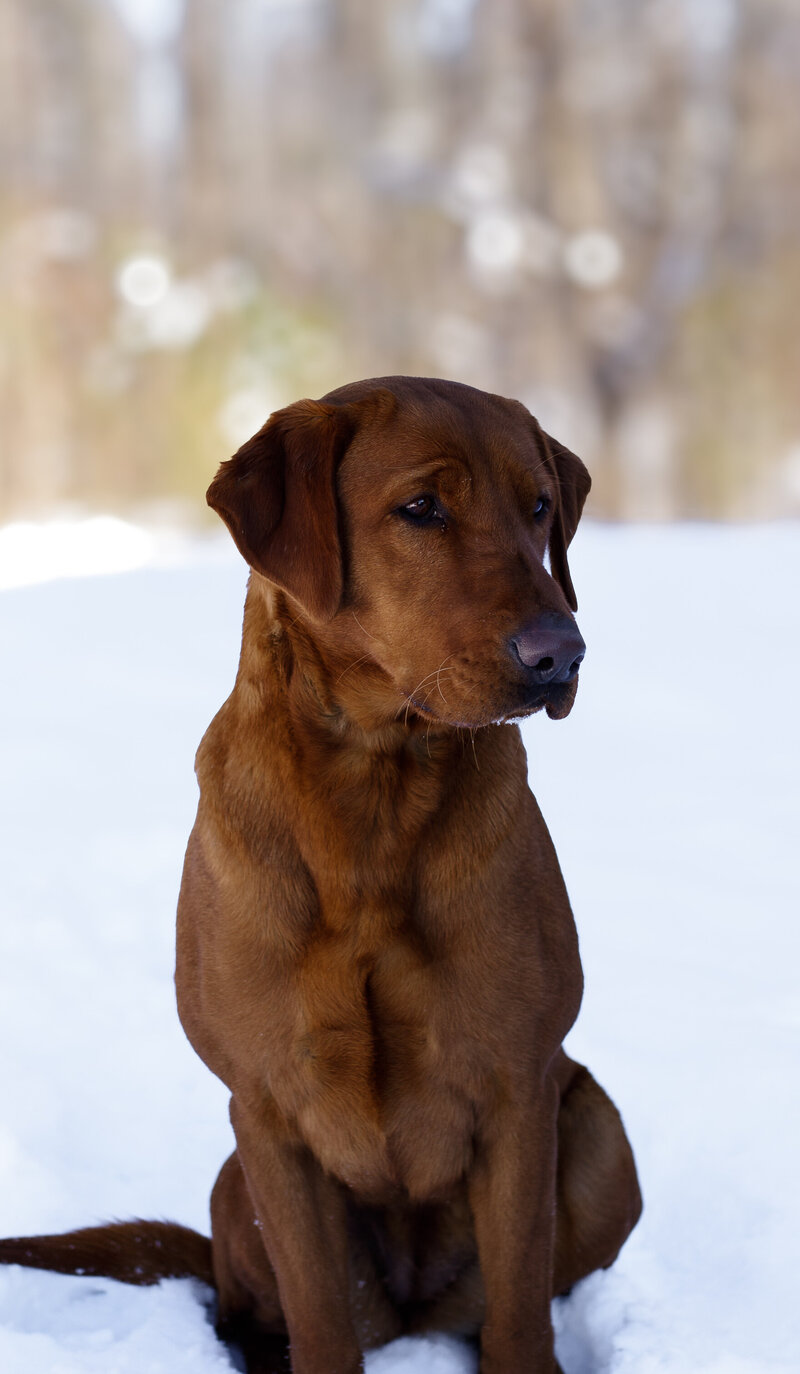 Labrador Retriever Dog Posing