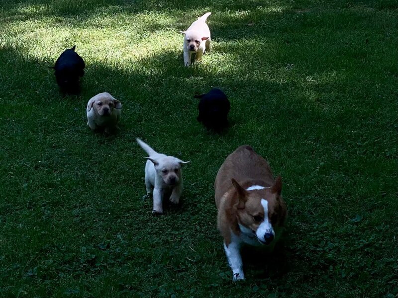 AKC-certified black Labrador puppy available for adoption. Yellow Lab puppy from Bad River Labradors in Michigan.