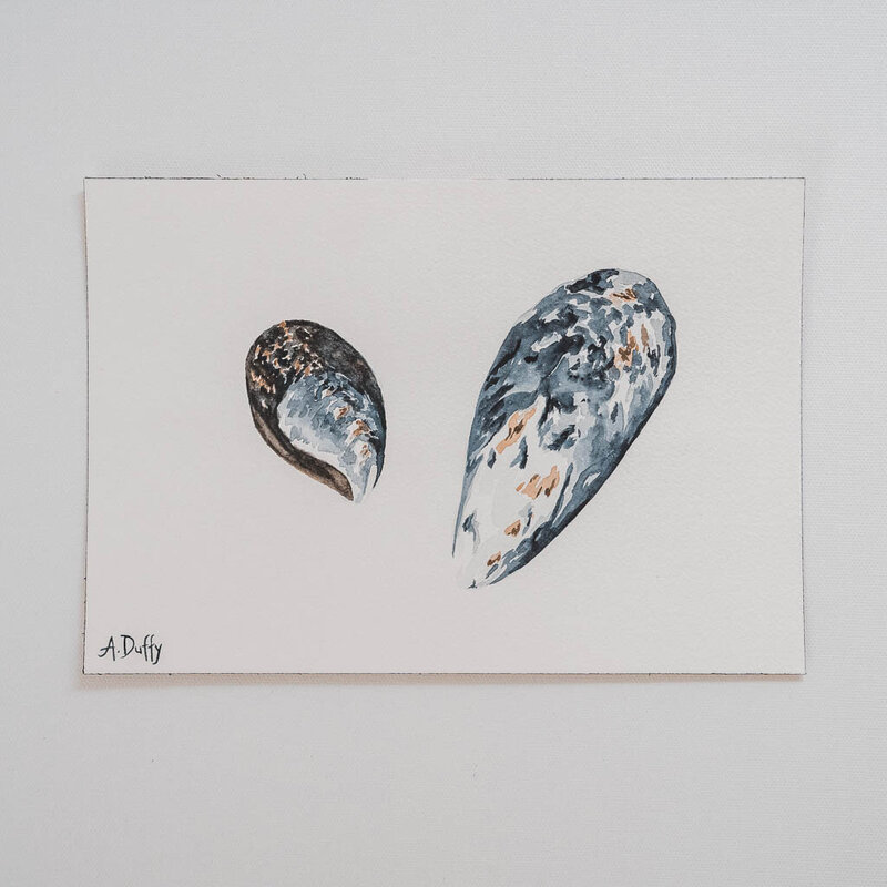 Watercolor painting featuring one large and one small blue mussel shell in indigo and brown paint by Amy Duffy