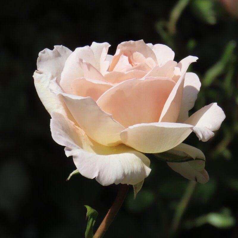 A pale pink rose illuminated by the sun against a black background