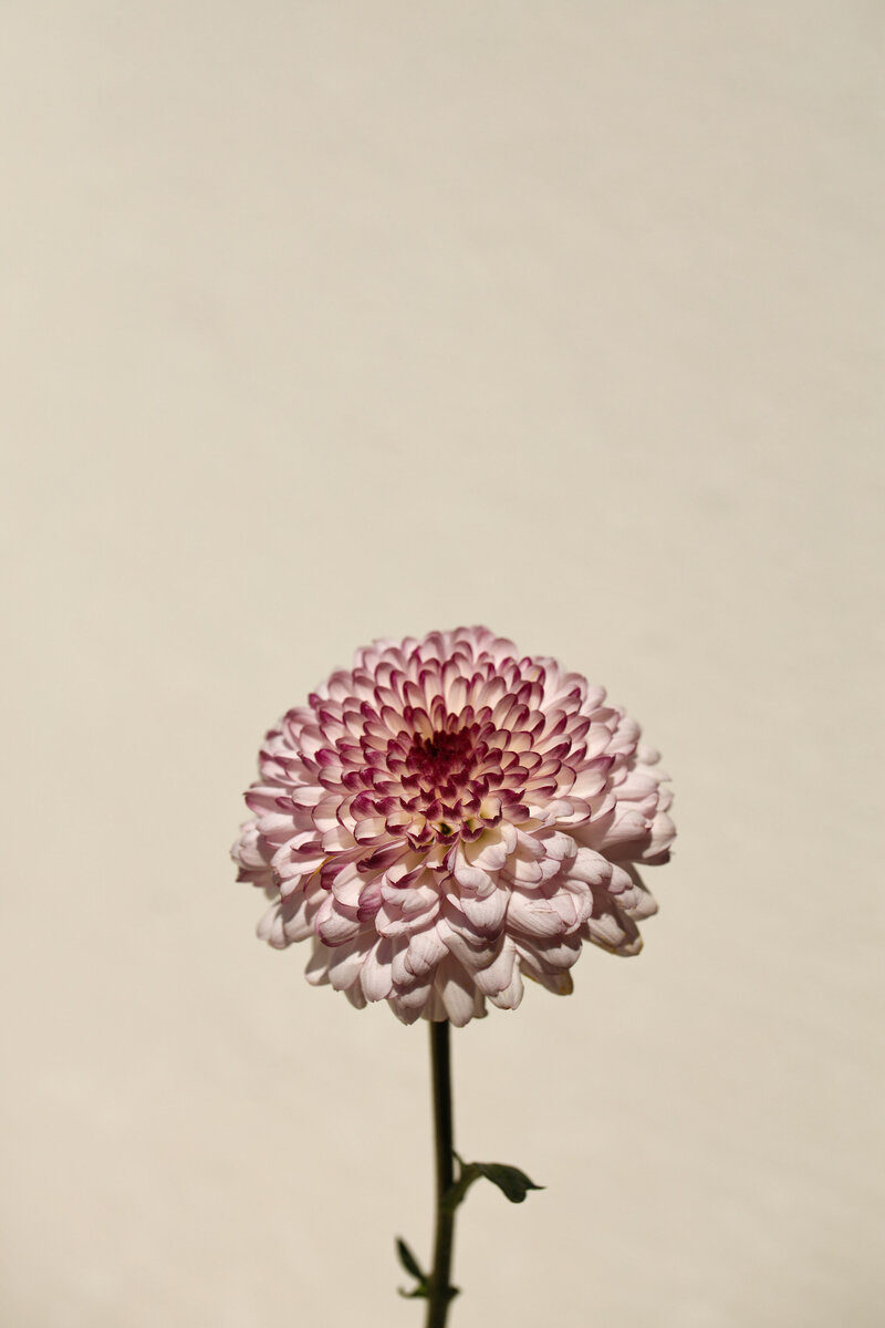 elevae_042511231