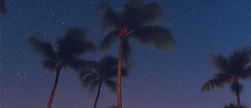 Palm trees on the beach against a dark blue starlit sky