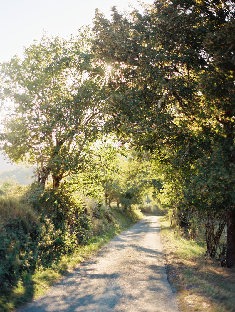A peaceful pathway trees and sunlight, evoking a serene connection to nature and a sense of calm and wellness.