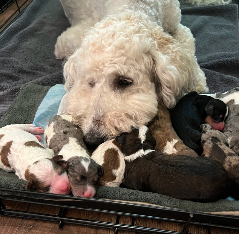 Our Dogs
