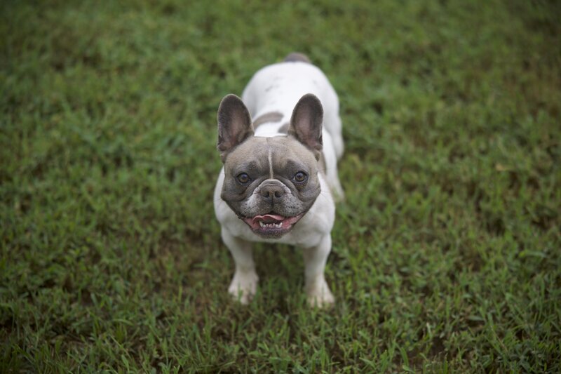 Pied Frenchie in Tyler, Texas smiles at camera.