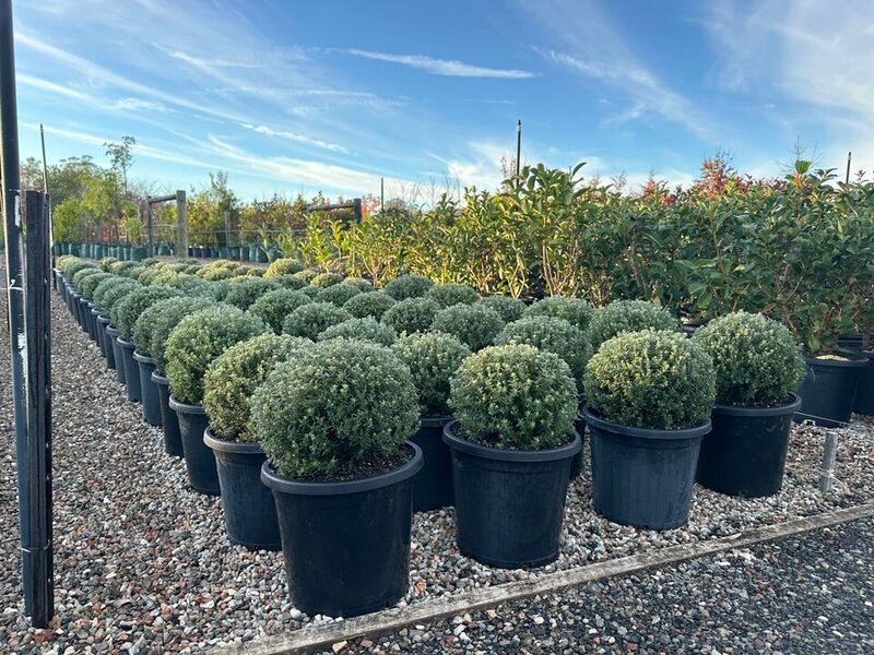 Westringia Fruticosa - Jervis Gem Ball / Native Rosemary