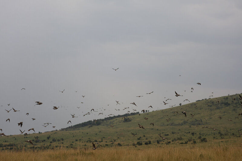 safariedited-014