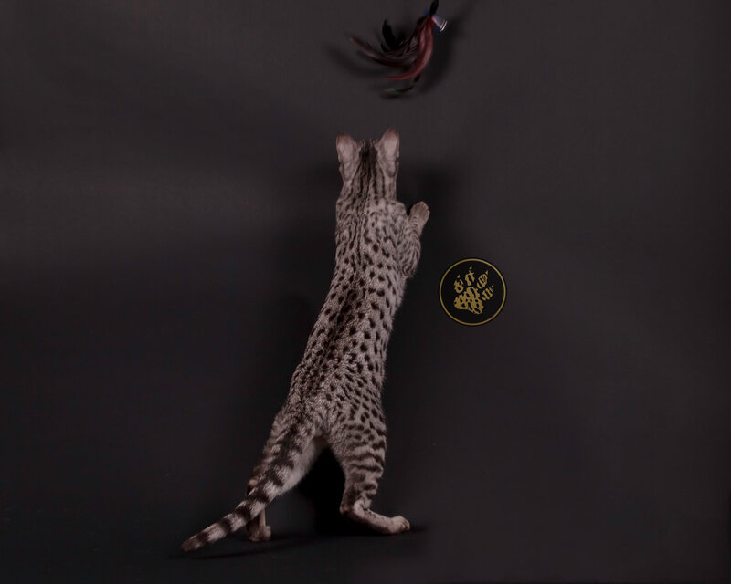 PAWPRINTEXOTICS Ontario Savannah Cat Breeder Kings & Queens