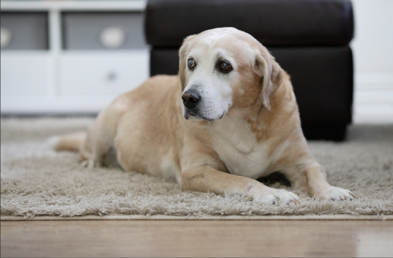 Older Dog dog physical therapy near me