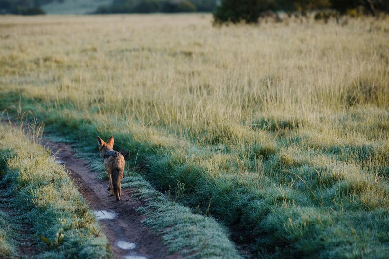 Fox and rabbit control for local farms – North East South West