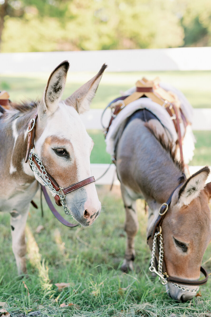 dallas beer burro