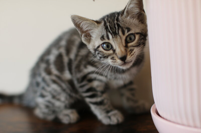 Amara x Taima_Silver Girl_4