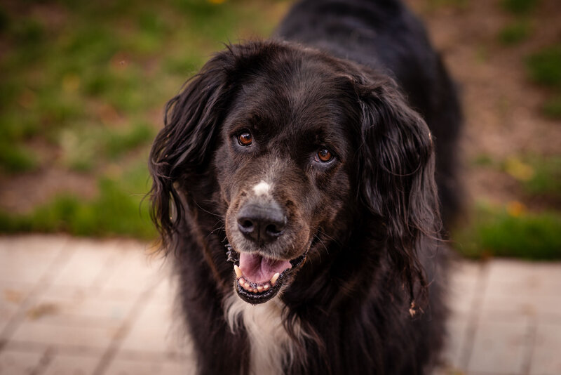 Ottawa photographer's puppy