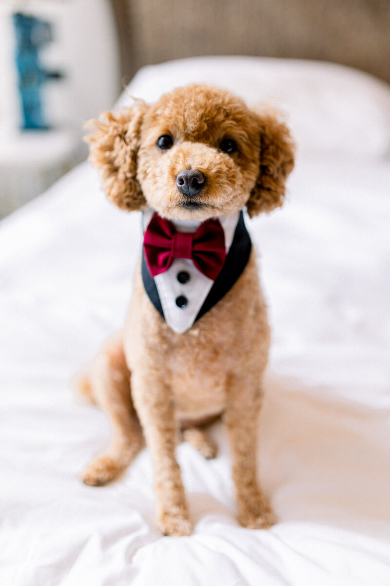 Westchester wedding photography by Hudson Valley wedding photographers, authentic and natural