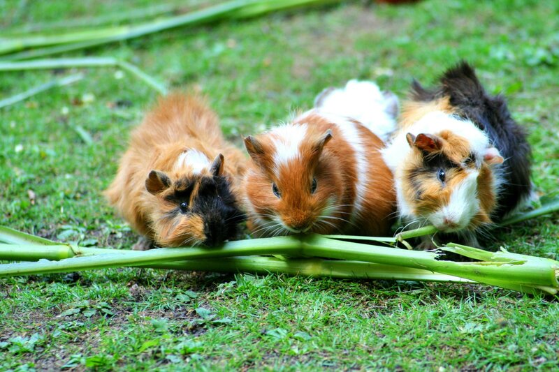 Adorable guinea pigs sitting together, symbolizing the love and companionship of small pets, honored through Nature's Way Pet Aquamation's compassionate services.
