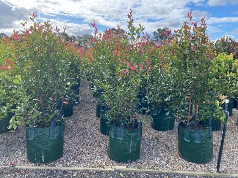 Photinia Red Robins - Photinia x Fraseri - Mature Hedges & Screens Sydney