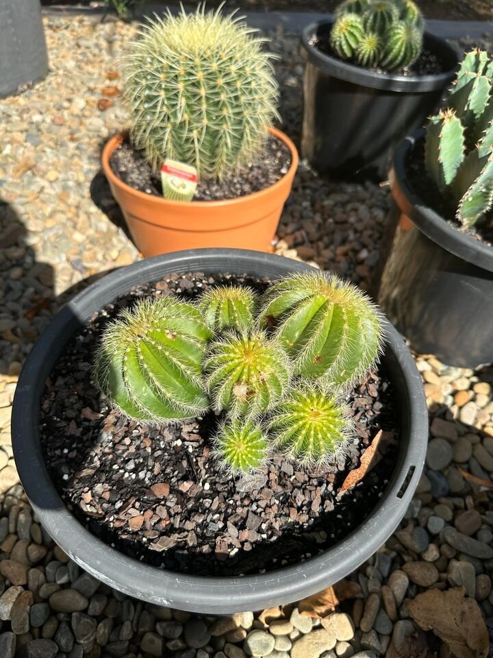 PARODIA MAGNIFICA - Balloon Cactus - Noto Cactus