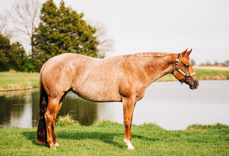 Horse Photography (10)