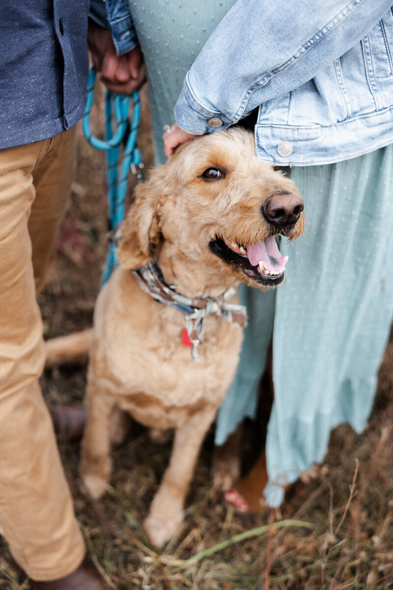 Portrait of a dog looking at the camera at a maternity session. 