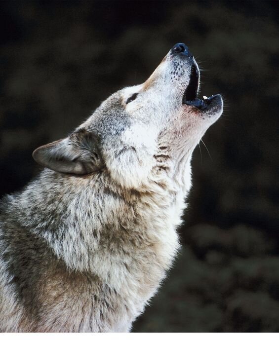 howling-wolf-nature-spirit-animal-rebel-heart-450w
