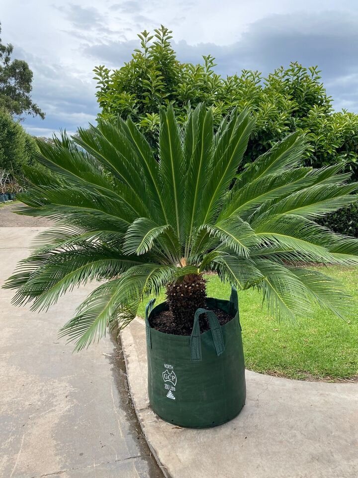 CYCAS REVOLUTA Mature sago cycad palm - exotic plants and trees sydney - go green nurseries