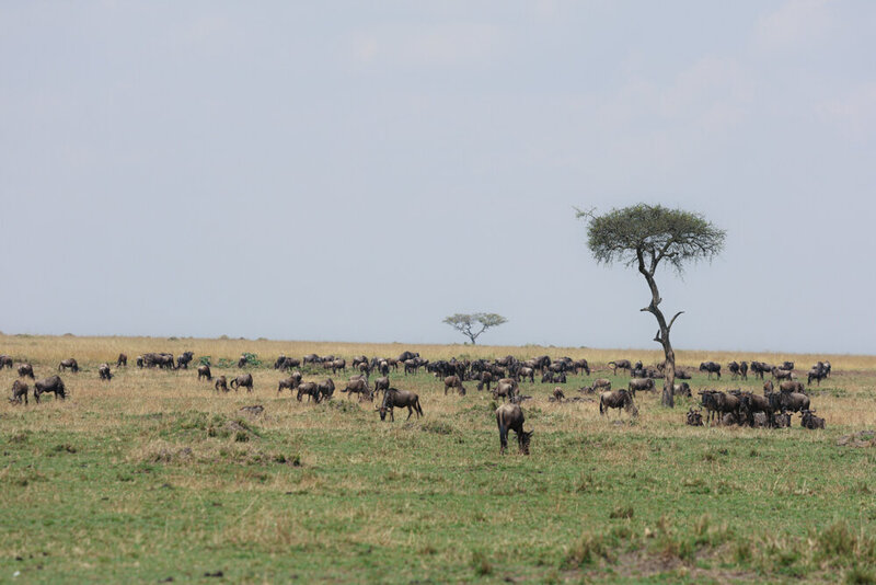 safariedited-431
