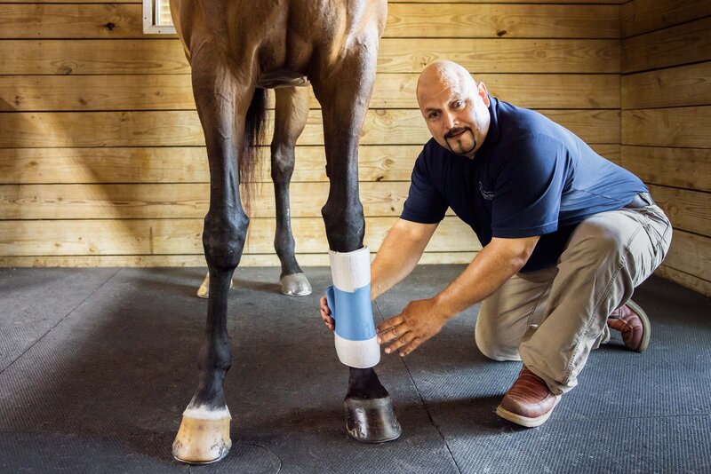 horse care