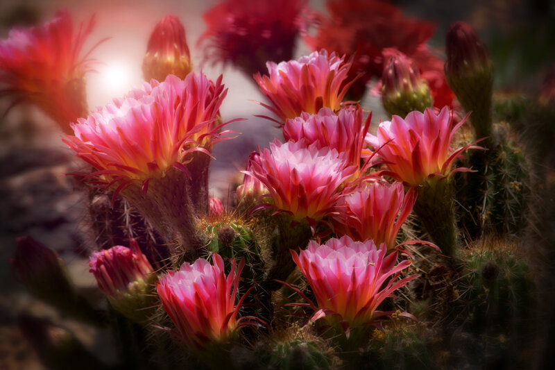 Torch Cactus