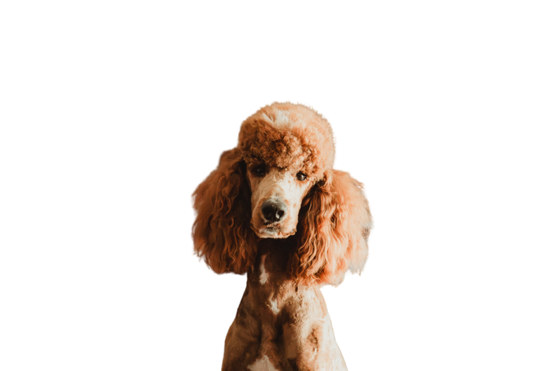 Teddy Red Abstract Standard Poodle