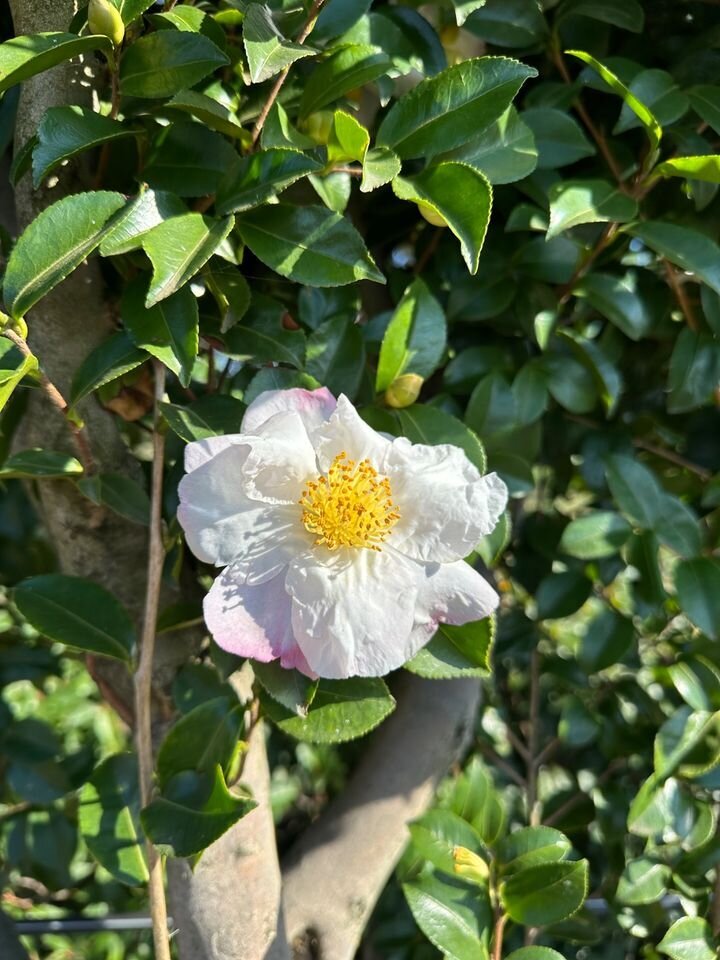 Camellia Sasanqua Pure Silk - Mature Hedges & Screens Sydney