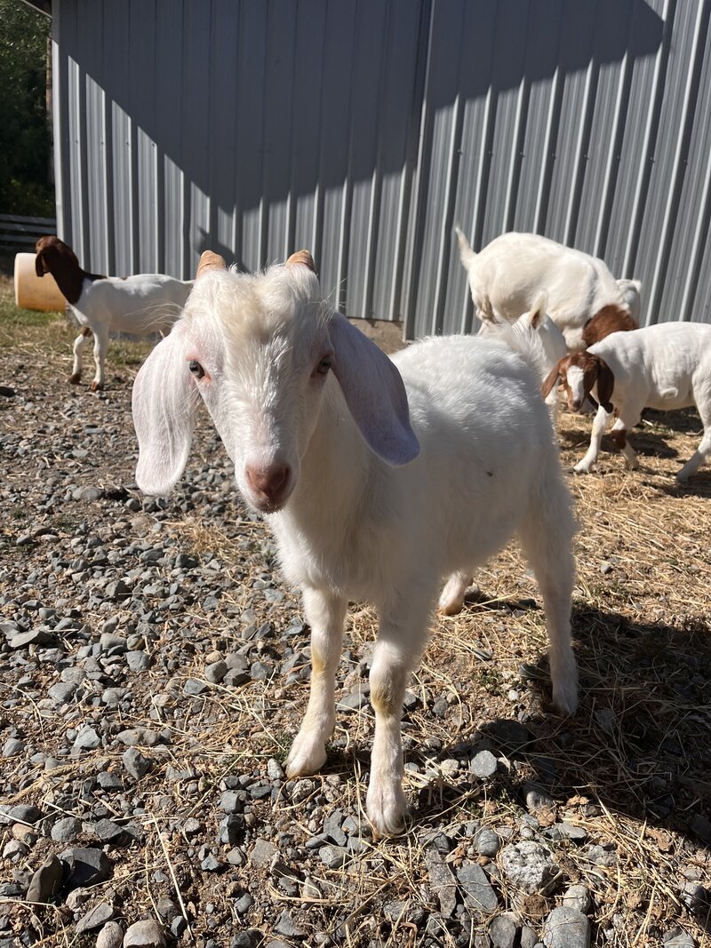 a white baby goat