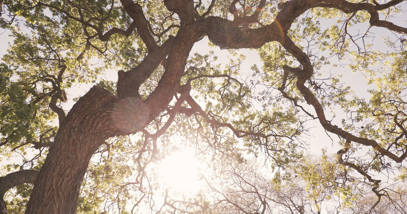 Wedding film still frame of Sunlight cascading through a tree at a California winery wedding